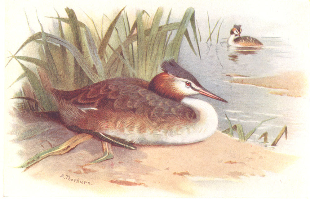 BRITISH BIRDS. Great Crested Grebe. THORBURN 1925 old vintage print picture